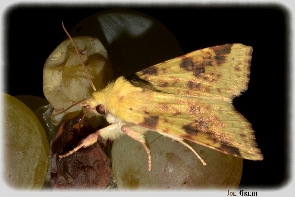 Cirrhia icteritia - nyárfa-sárgabagoly