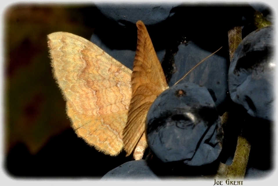 Camptogramma bilineata - kétvonalas sávosaraszoló