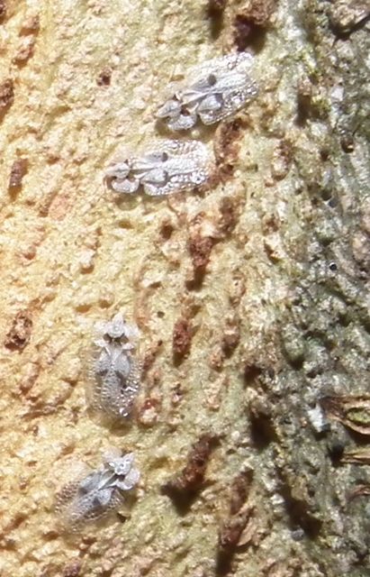 Corythucha ciliata - platán-csipkéspoloska