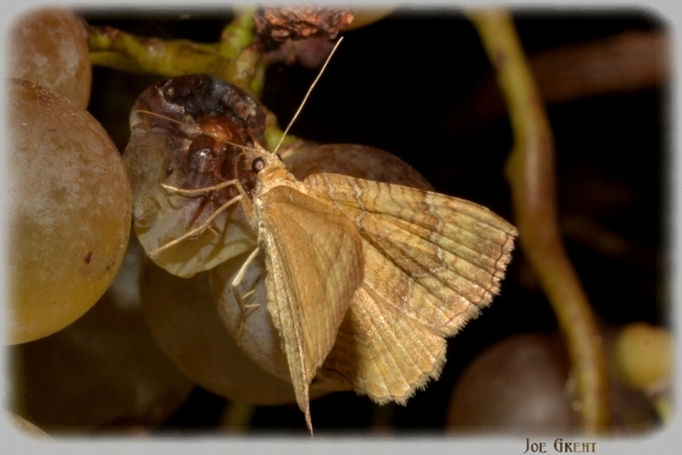 Camptogramma bilineata - kétvonalas sávosaraszoló