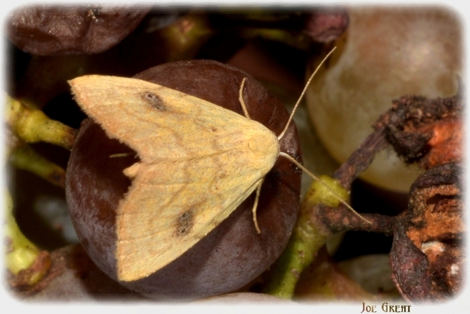 Rivula sericealis - selymes lórombagoly