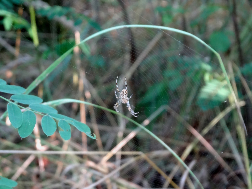 Araneus diadematus - koronás keresztespók