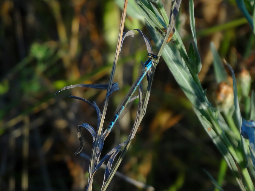 Enallagma cyathigerum - kéksávos légivadász