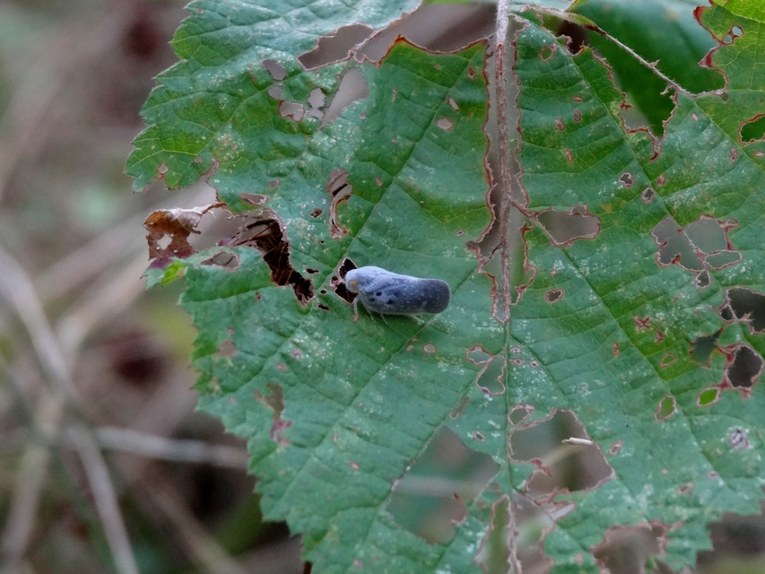Metcalfa pruinosa - amerikai lepkekabóca