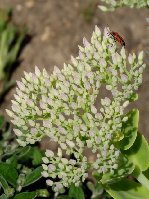Lygaeus equestris/simulans