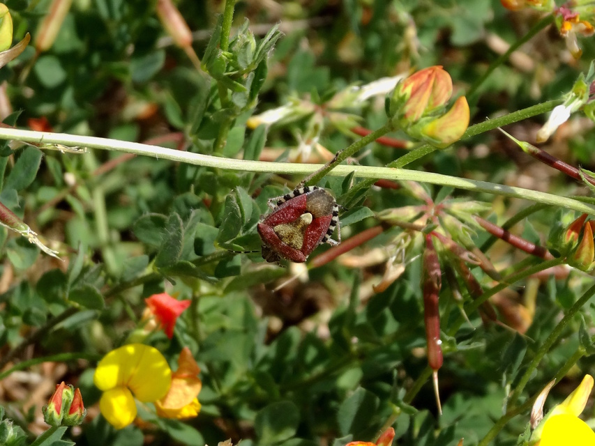 Dolycoris baccarum - közönséges bogyómászó-poloska Dolycoris baccarum - közönséges bogyómászó-poloska