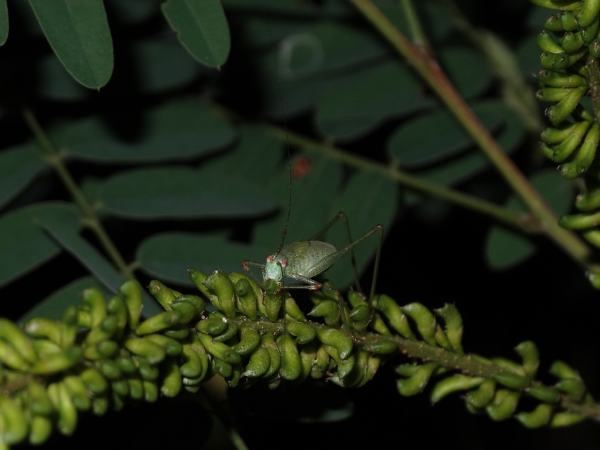 Phaneroptera nana - pontozott repülőszöcske