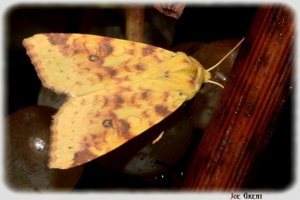 Cirrhia icteritia - nyárfa-sárgabagoly