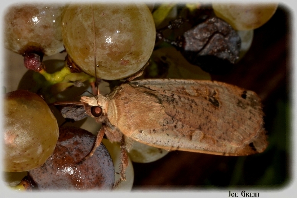 Noctua pronuba - nagy sárgafűbagoly