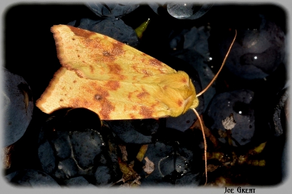 Cirrhia icteritia - nyárfa-sárgabagoly
