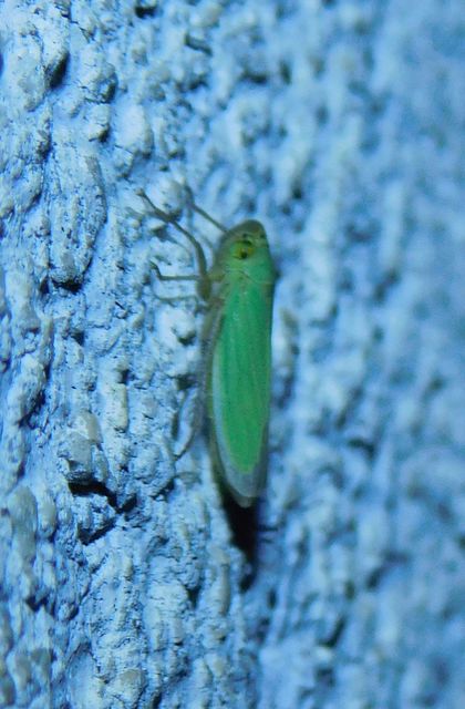 Cicadella viridis - méregzöld kabóca