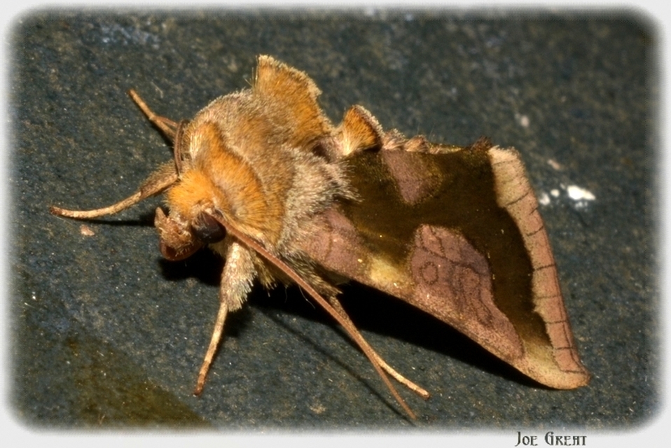 Diachrysia stenochrysis - rejtőző aranybagoly