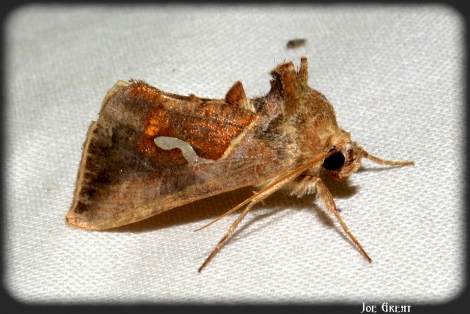 Macdunnoughia confusa - cseppfoltos ezüstbagoly