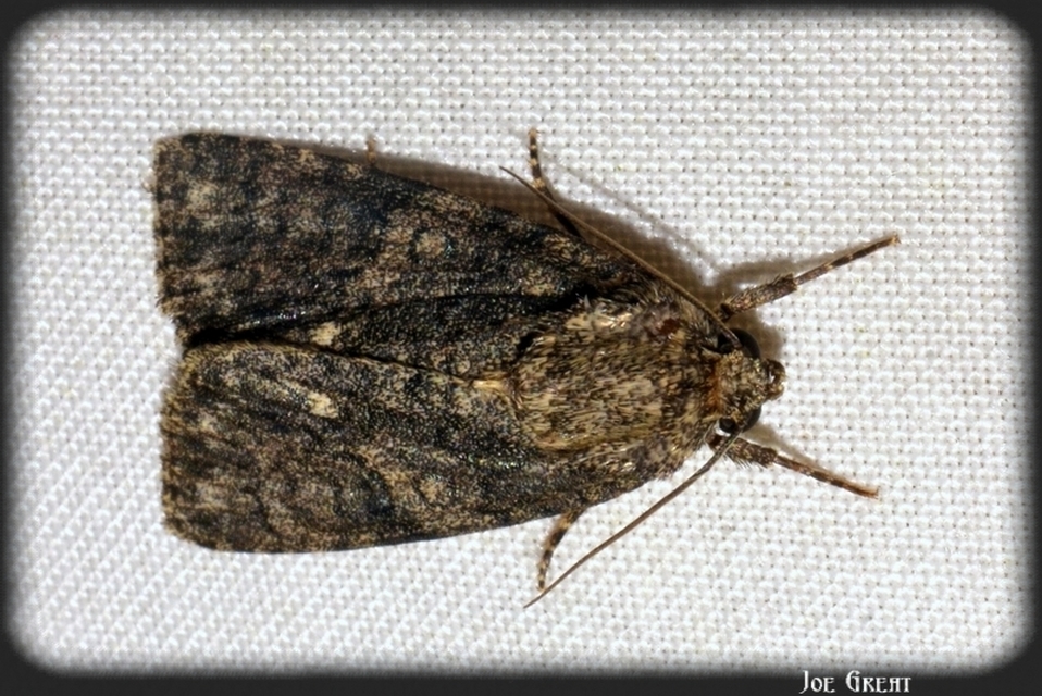 Acronicta rumicis - sóska-szigonyosbagoly
