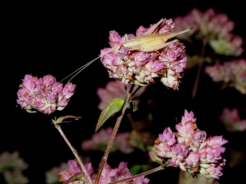 Oecanthus pellucens - pirregőtücsök