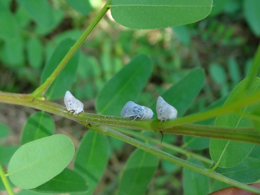 Metcalfa pruinosa - amerikai lepkekabóca
