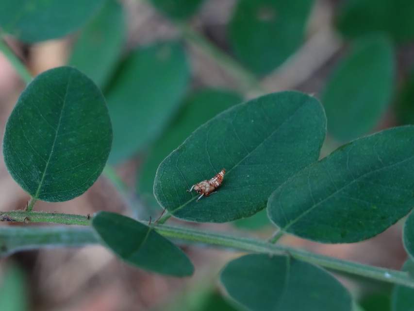 Orientus ishidae