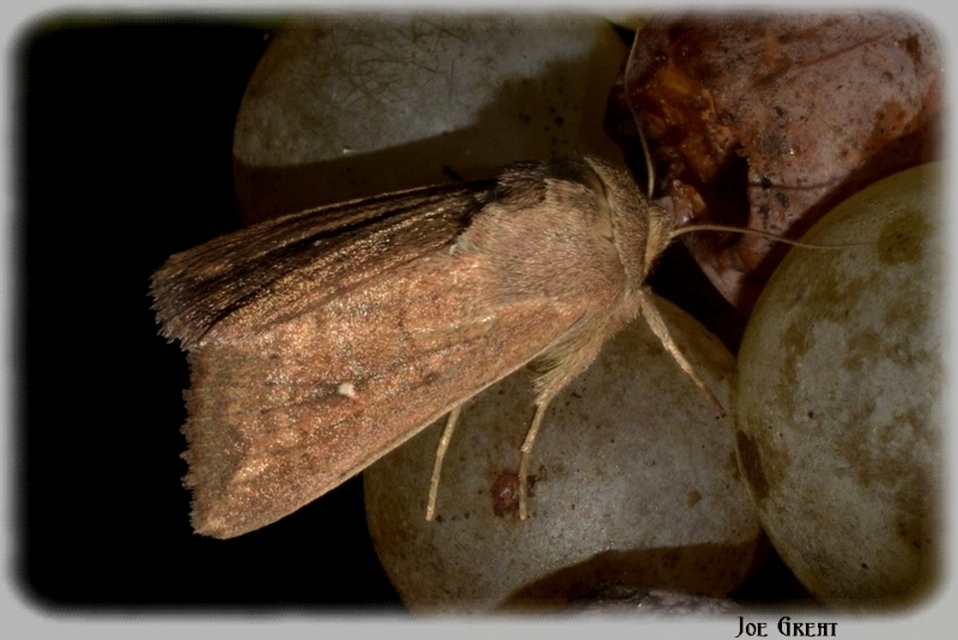 Mythimna albipuncta - fehérpettyes rétibagoly
