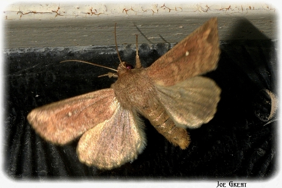 Mythimna albipuncta - fehérpettyes rétibagoly