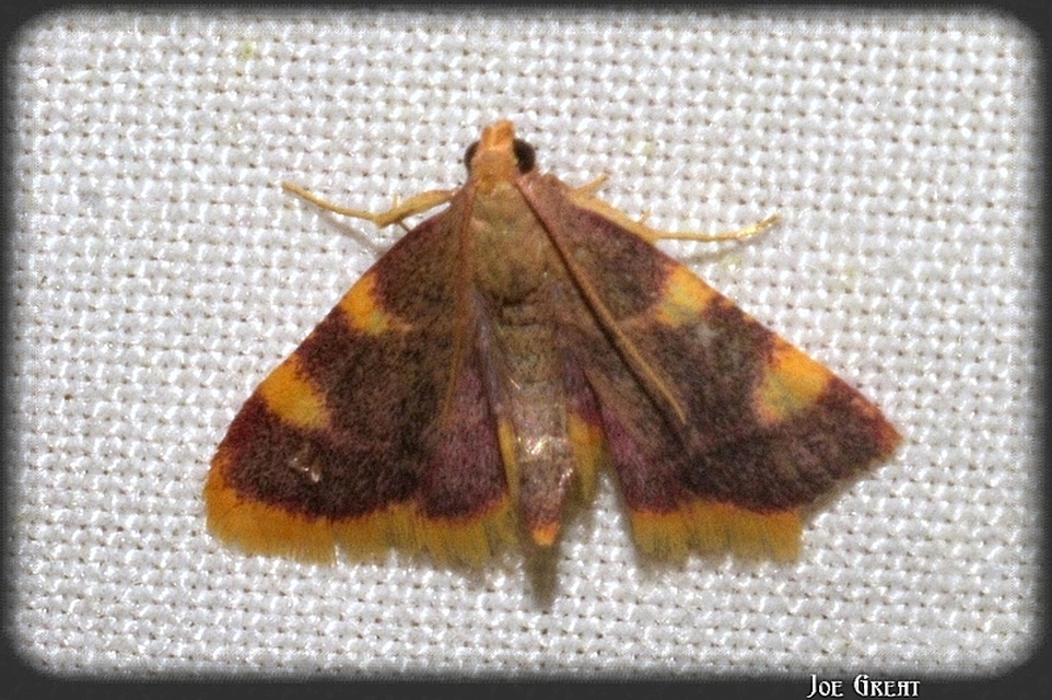 Hypsopygia costalis - szénailonca
