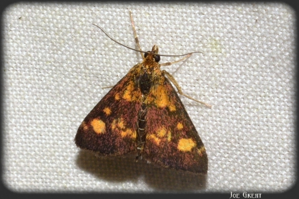 Pyrausta aurata - aranyló bíbormoly
