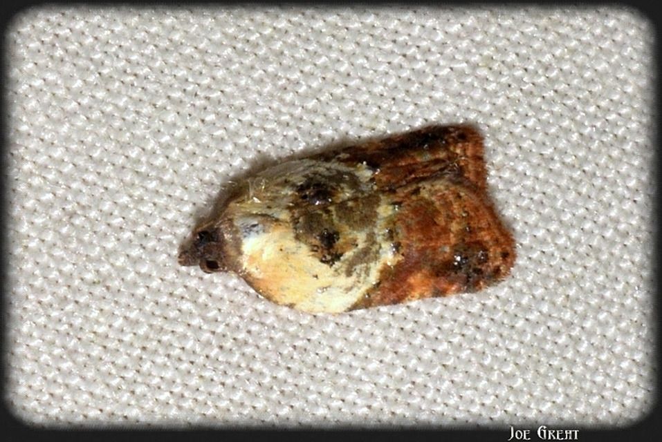 Acleris variegana - tarka levélmoly
