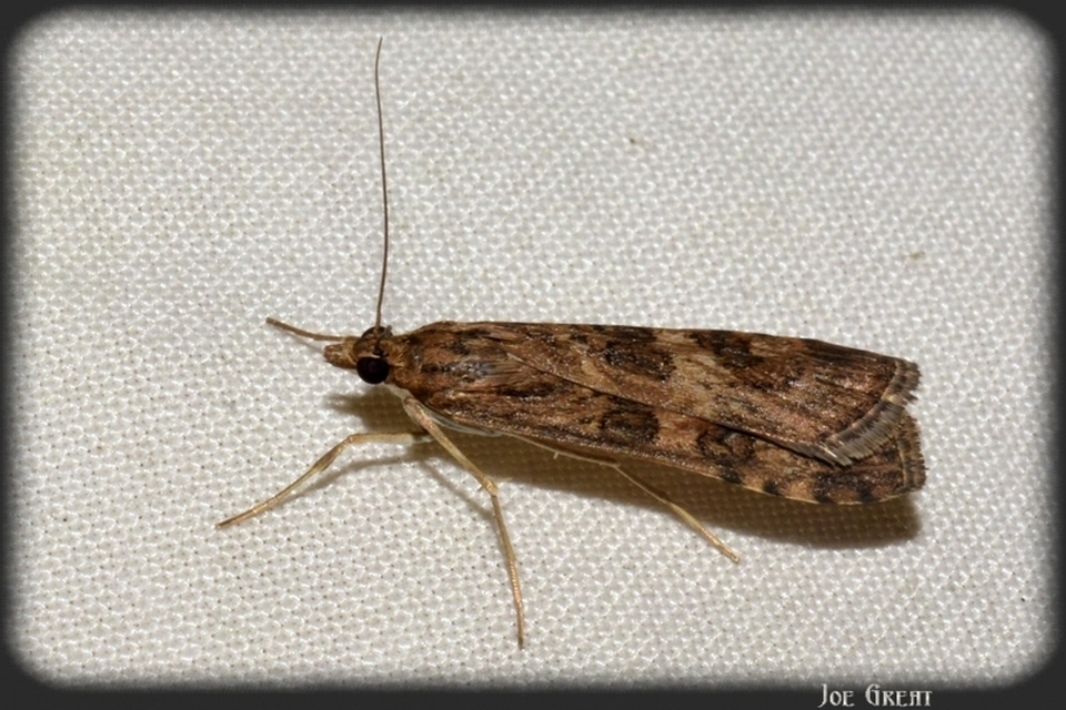 Nomophila noctuella - közönséges vándormoly