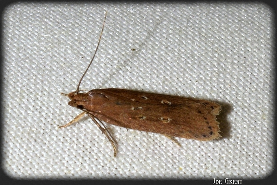 Helcystogramma triannulella - szuláksodró lápimoly