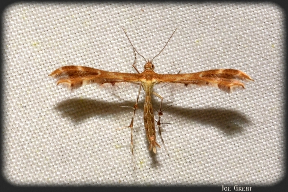 Pterophoridae - tollasmolyfélék
