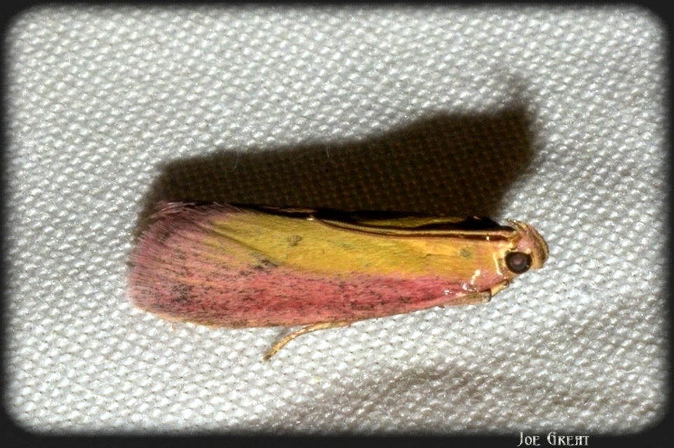 Oncocera semirubella - lucernamoly