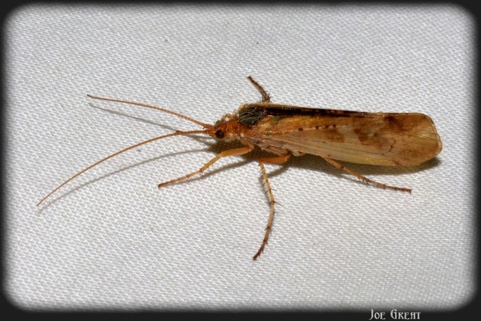 Trichoptera - Tegzesek