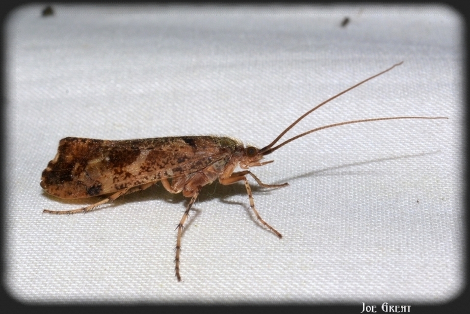 Trichoptera - Tegzesek