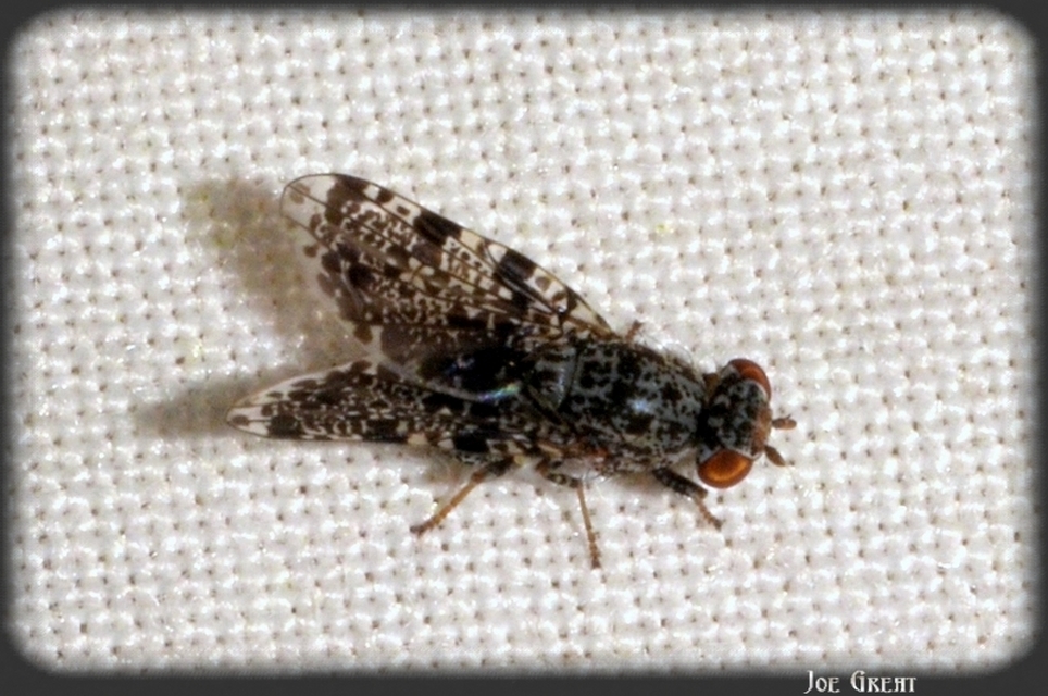Callopistromyia annulipes - pávalégy