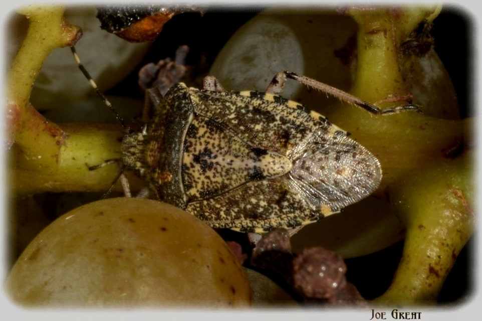 Rhaphigaster nebulosa - bencepoloska