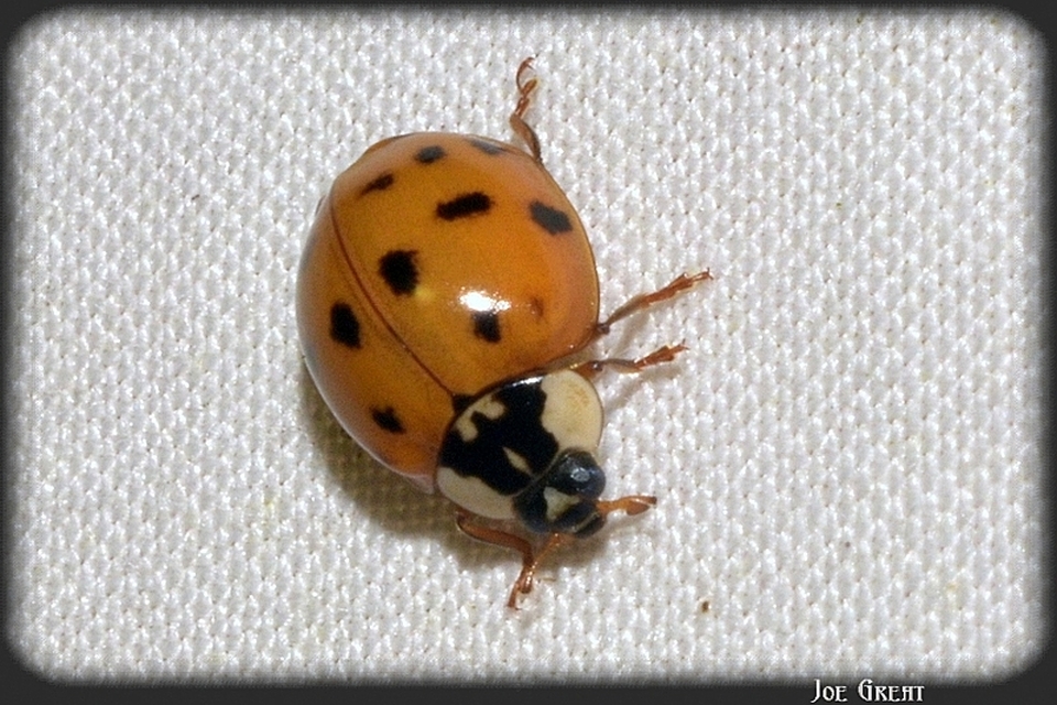 Harmonia axyridis - harlekinkatica