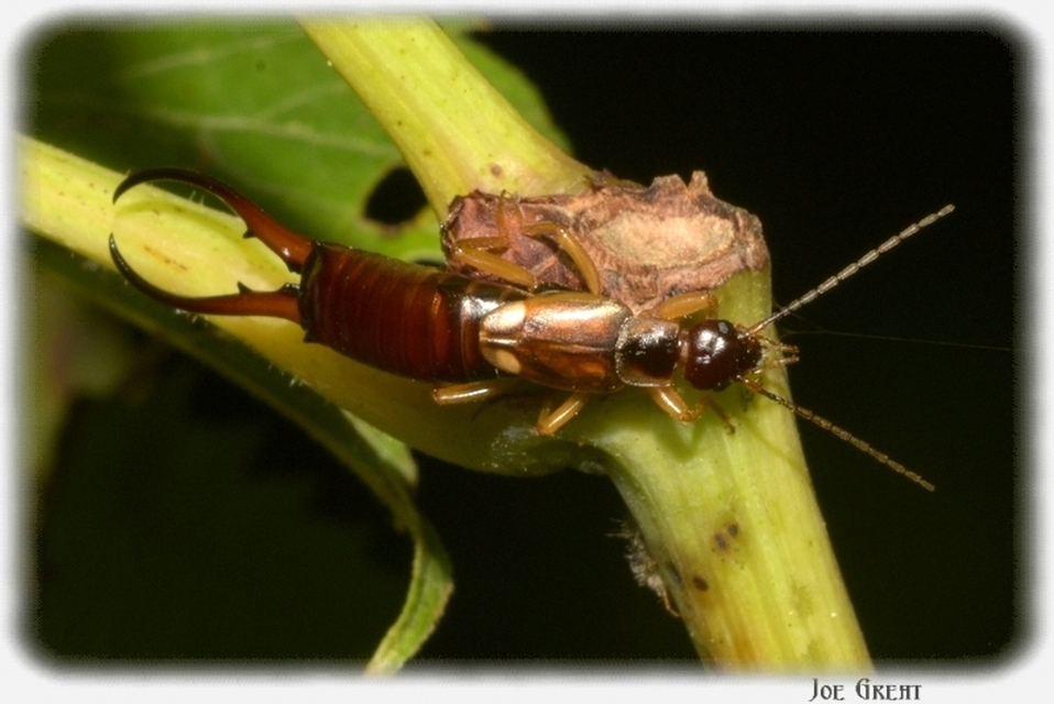 Forficula auricularia - közönséges fülbemászó