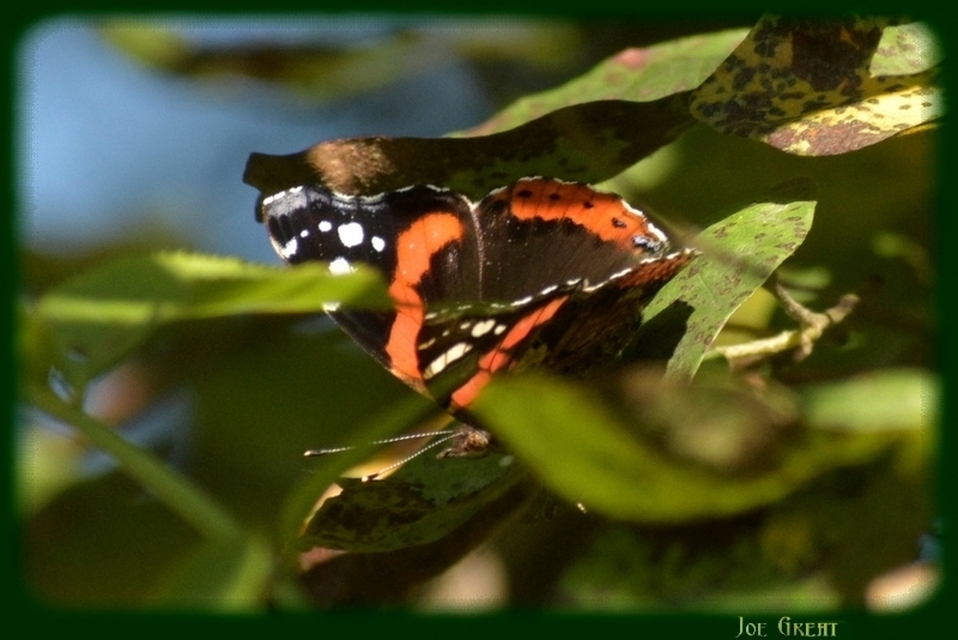Vanessa atalanta - atalantalepke