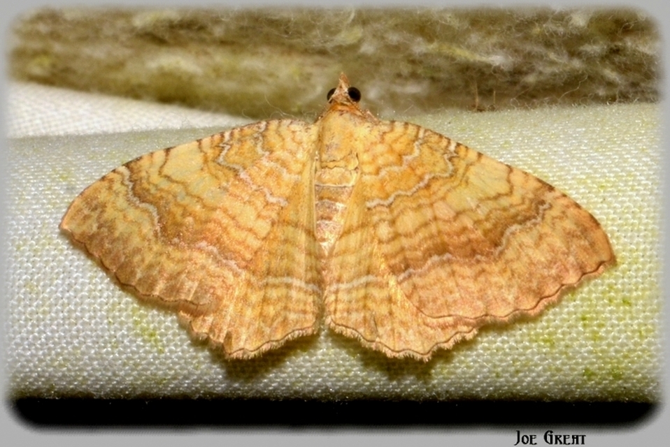 Camptogramma bilineata - kétvonalas sávosaraszoló