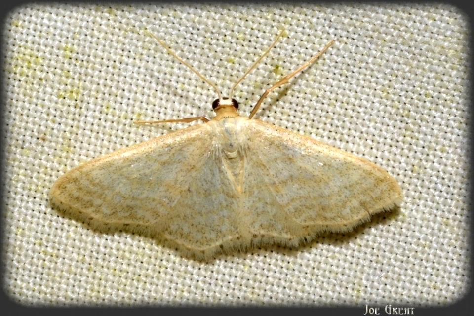 Idaea subsericeata - ötvonalas apróaraszoló