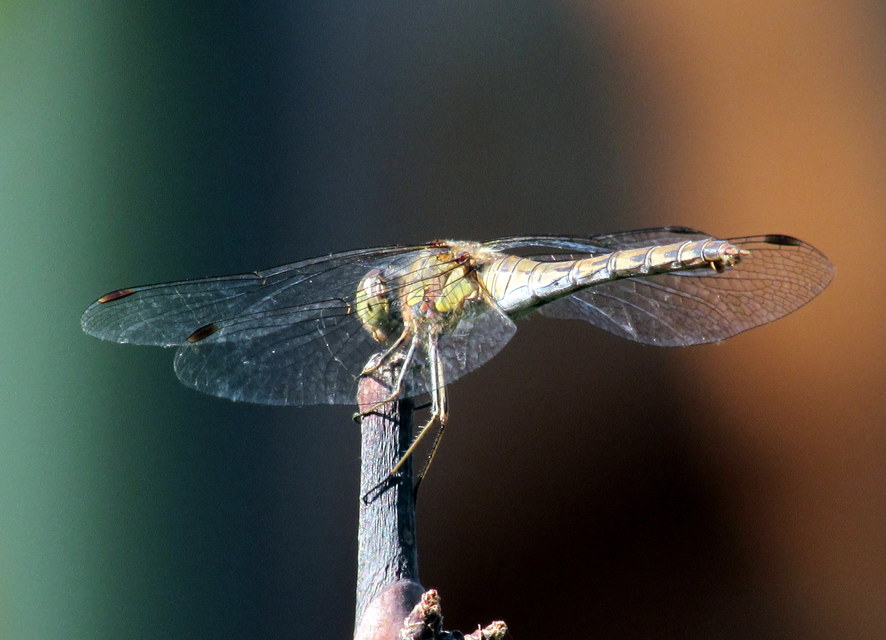 Sympetrum striolatum - harántsávos katona-szitakötő