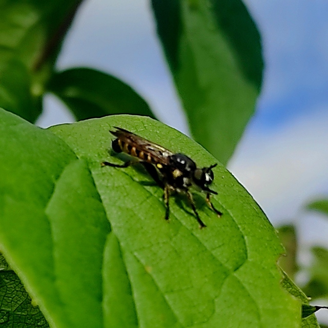 Choerades fimbriata/fulva