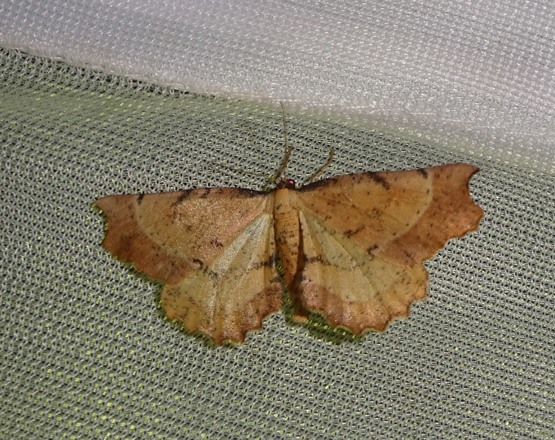 Artiora evonymaria - kecskerágó-araszoló