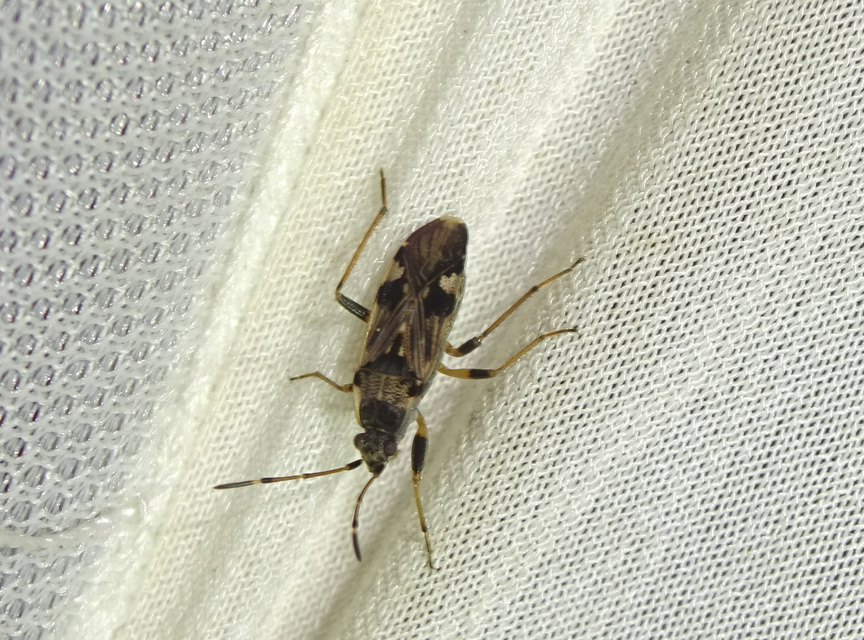 Beosus maritimus - homoki bodobács