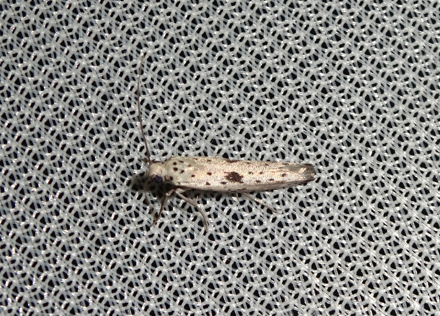 Yponomeuta plumbella - pókhálós bengemoly