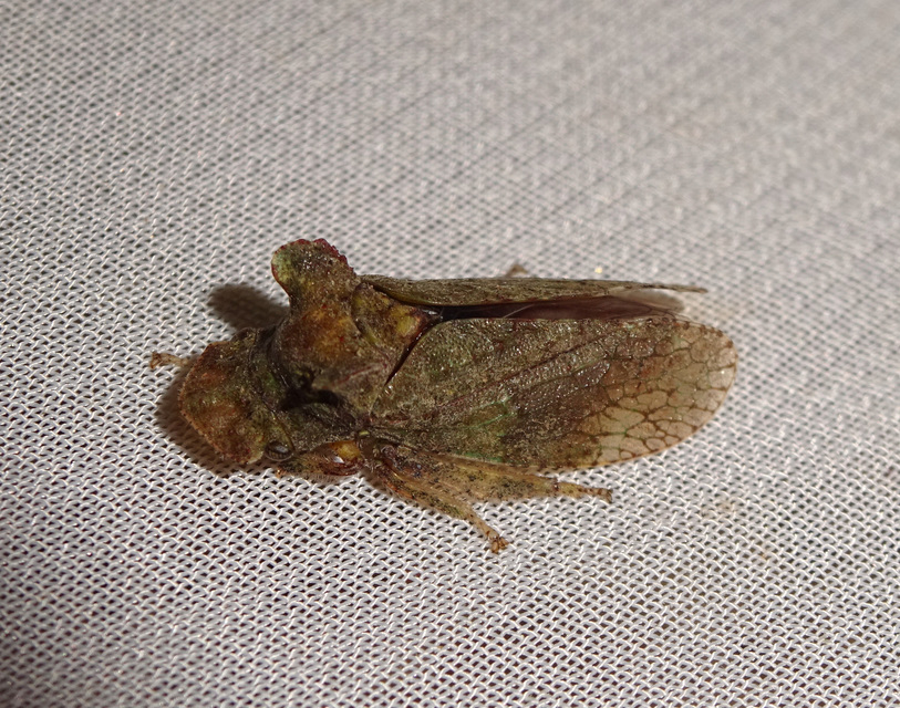 Ledra aurita - füleskabóca