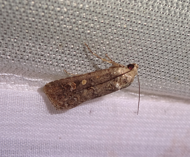 Spodoptera exigua - apró jegyesbagoly