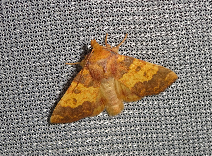 Tiliacea aurago - aranyló sárgabagoly