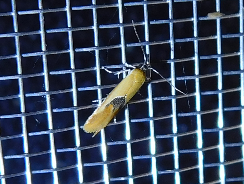 Batia internella/lambdella