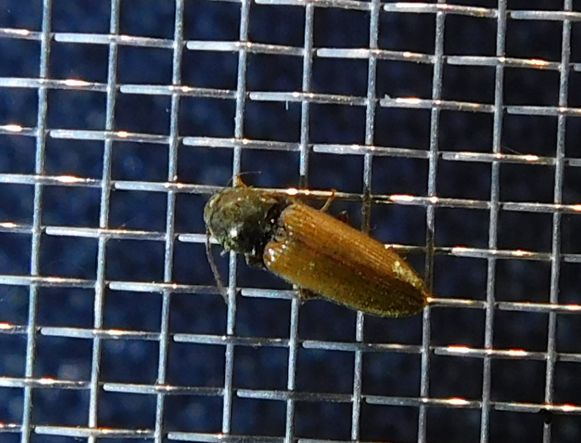 Dicronychus testaceus