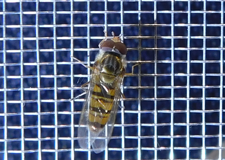 Episyrphus balteatus - ékfoltos zengőlégy